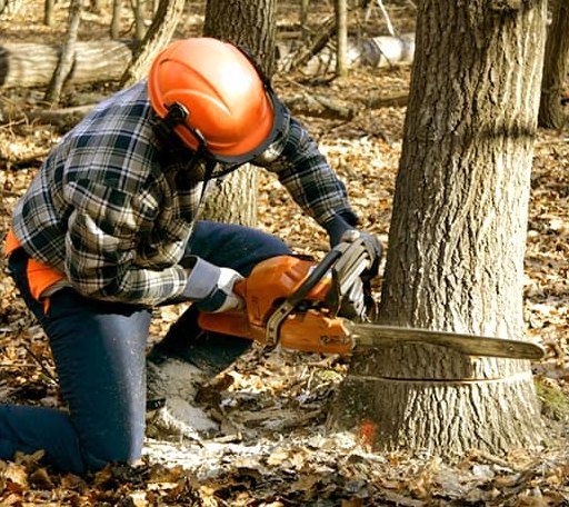 Tree Removal in New Market, VA